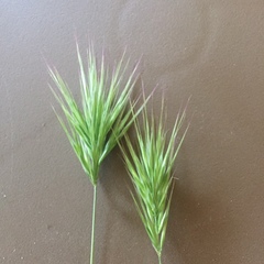 Bromus