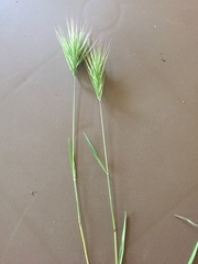 Bromus