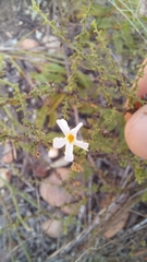 Jamesbrittenia argentea