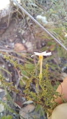 Jamesbrittenia argentea