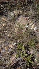 Jamesbrittenia argentea