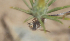 Hallidia plumipilosa