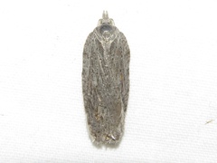 Acleris maximana