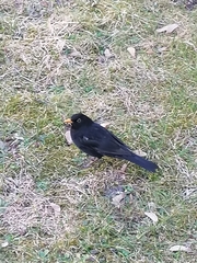 Turdus merula