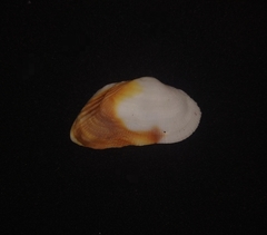 Calloarca alternata