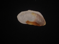 Calloarca alternata
