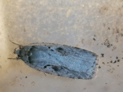 Agonopterix ocellana