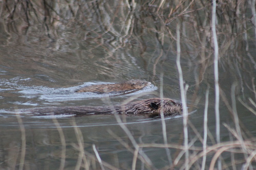 American Beaver photographed in Maryland
