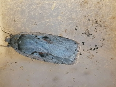 Agonopterix ocellana