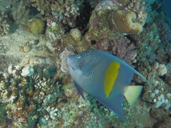 Pomacanthus maculosus