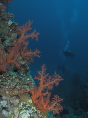 Dendronephthya hemprichi