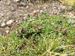 Laennecia artemisiifolia