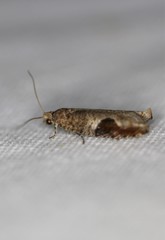 Pseudexentera costomaculana