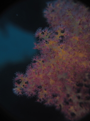 Dendronephthya hemprichi