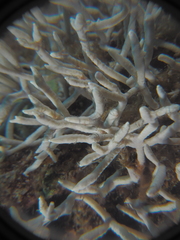 Melithaea rubrinodis