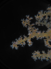 Dendronephthya hemprichi