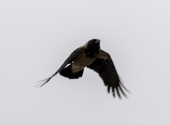 Corvus cornix
