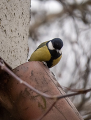 Parus major