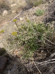 Lomatium foeniculaceum