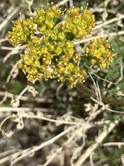 Lomatium foeniculaceum