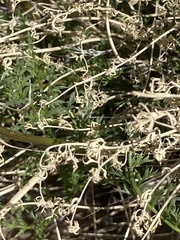 Lomatium foeniculaceum