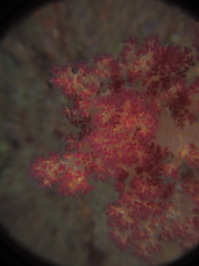 Dendronephthya hemprichi