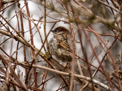 Passer domesticus