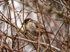 Passer domesticus