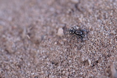 Salticus scenicus