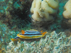Chromodoris quadricolor