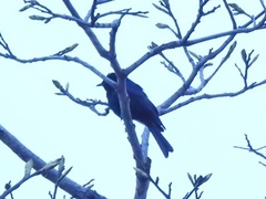 Melaenornis pammelaina