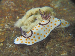 Goniobranchus annulatus