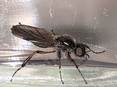 Bibio xanthopus