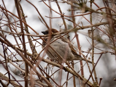 Passer domesticus