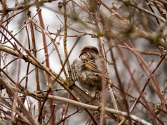 Passer domesticus