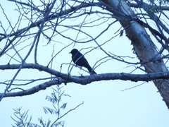 Melaenornis pammelaina