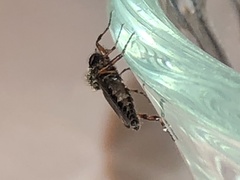 Bibio xanthopus