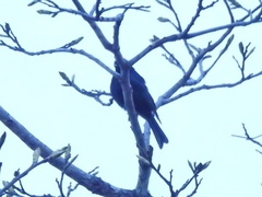 Melaenornis pammelaina