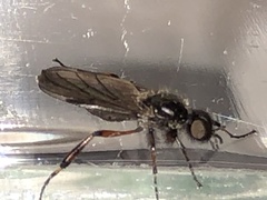 Bibio xanthopus