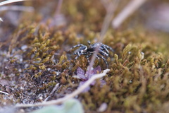 Salticus scenicus