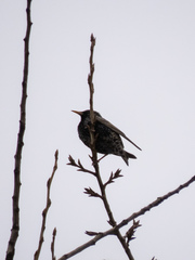 Sturnus vulgaris