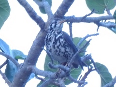 Turdus litsitsirupa