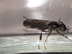 Bibio xanthopus