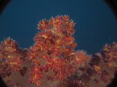 Dendronephthya hemprichi