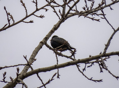 Sturnus vulgaris