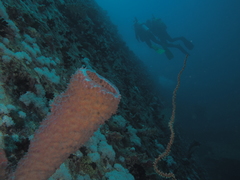 Mycale euplectellioides