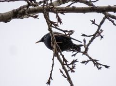 Sturnus vulgaris