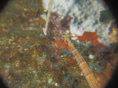 Corythoichthys schultzi