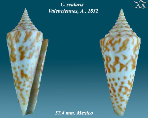 Conus anabathrum