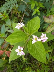 Lantana trifolia